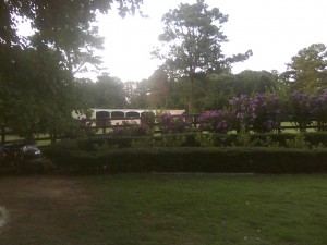 backyardcrapemyrtlesrosegarden